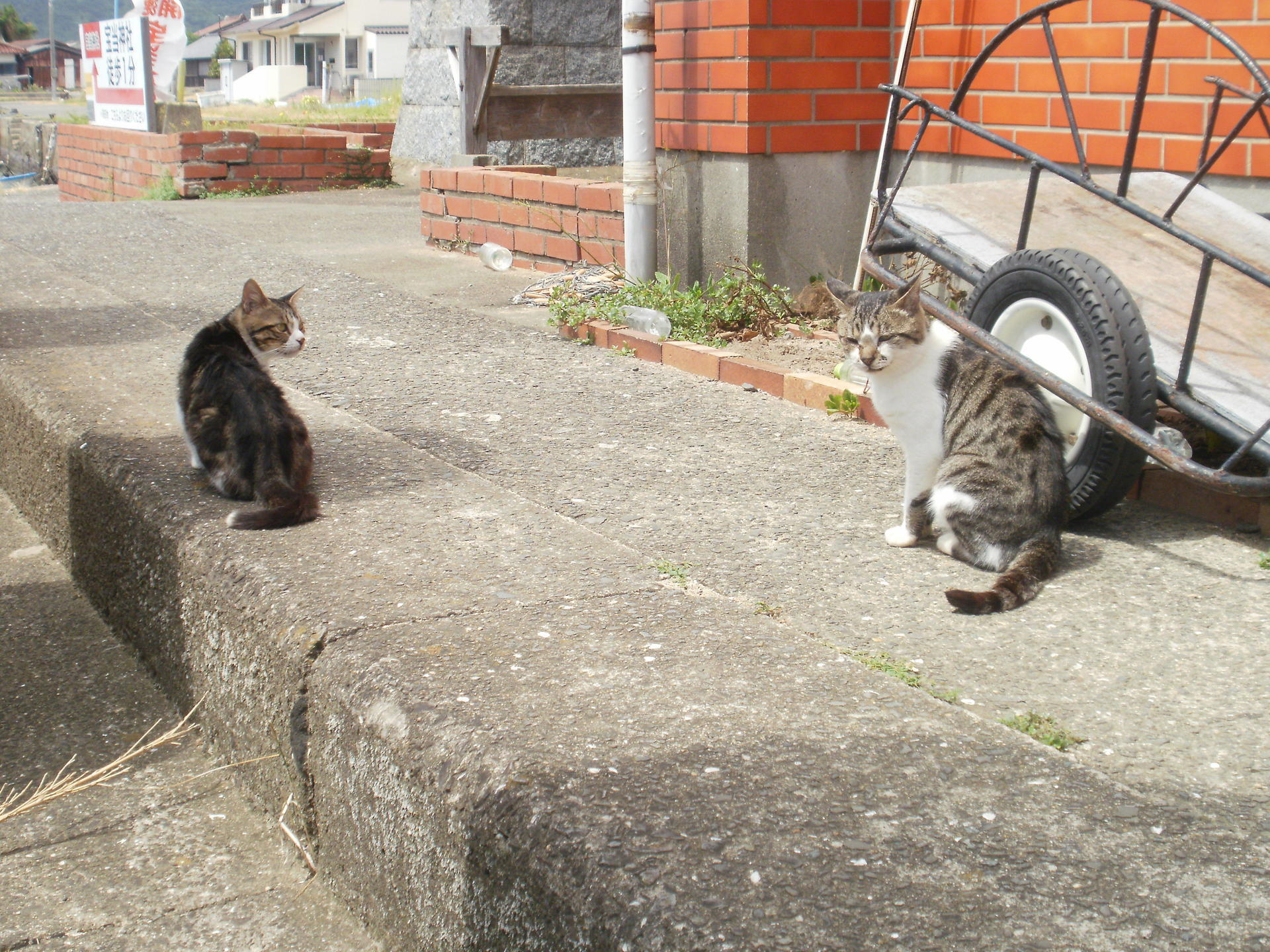 唐津 宝当神社 宝くじ当たり招き猫 まねきねこ 唐津高島 - 占い、開運